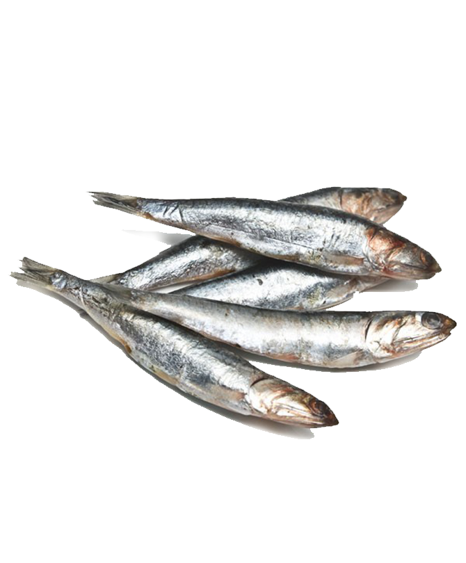 Anchois