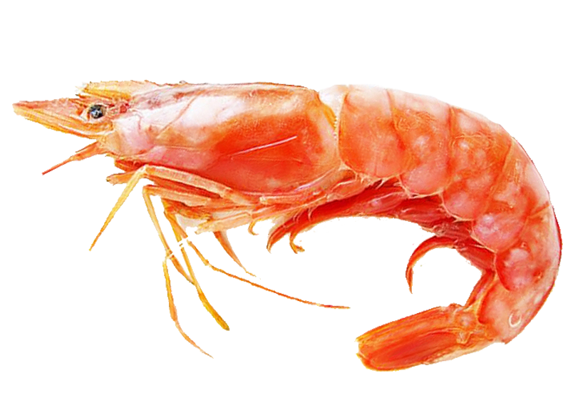 Crevettes Marinées